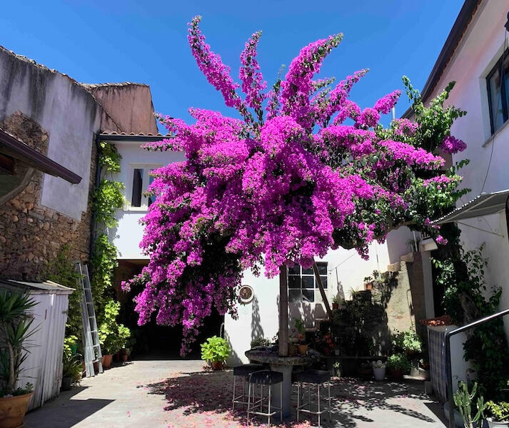 Bougainvilea