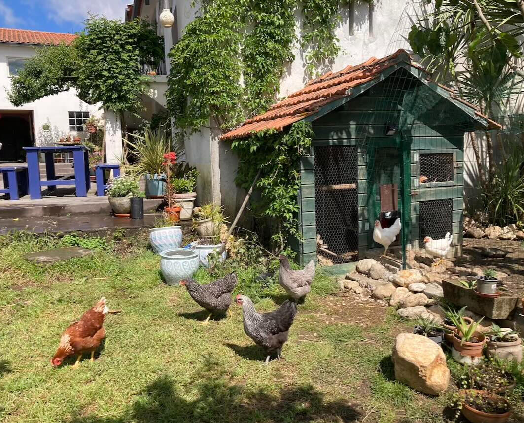 Chickens