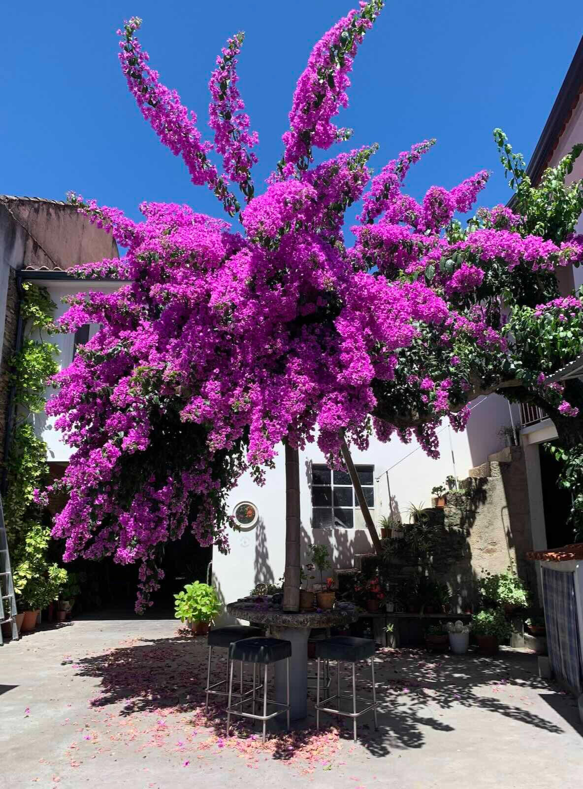 Bougainvilea